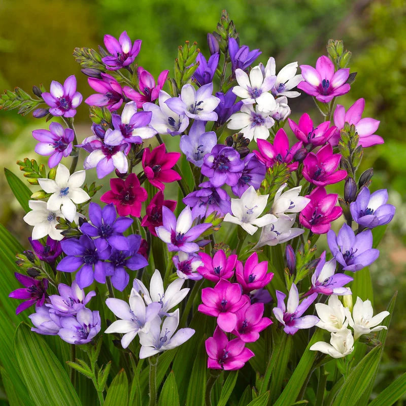 Celestial Bloom Rain Lilies