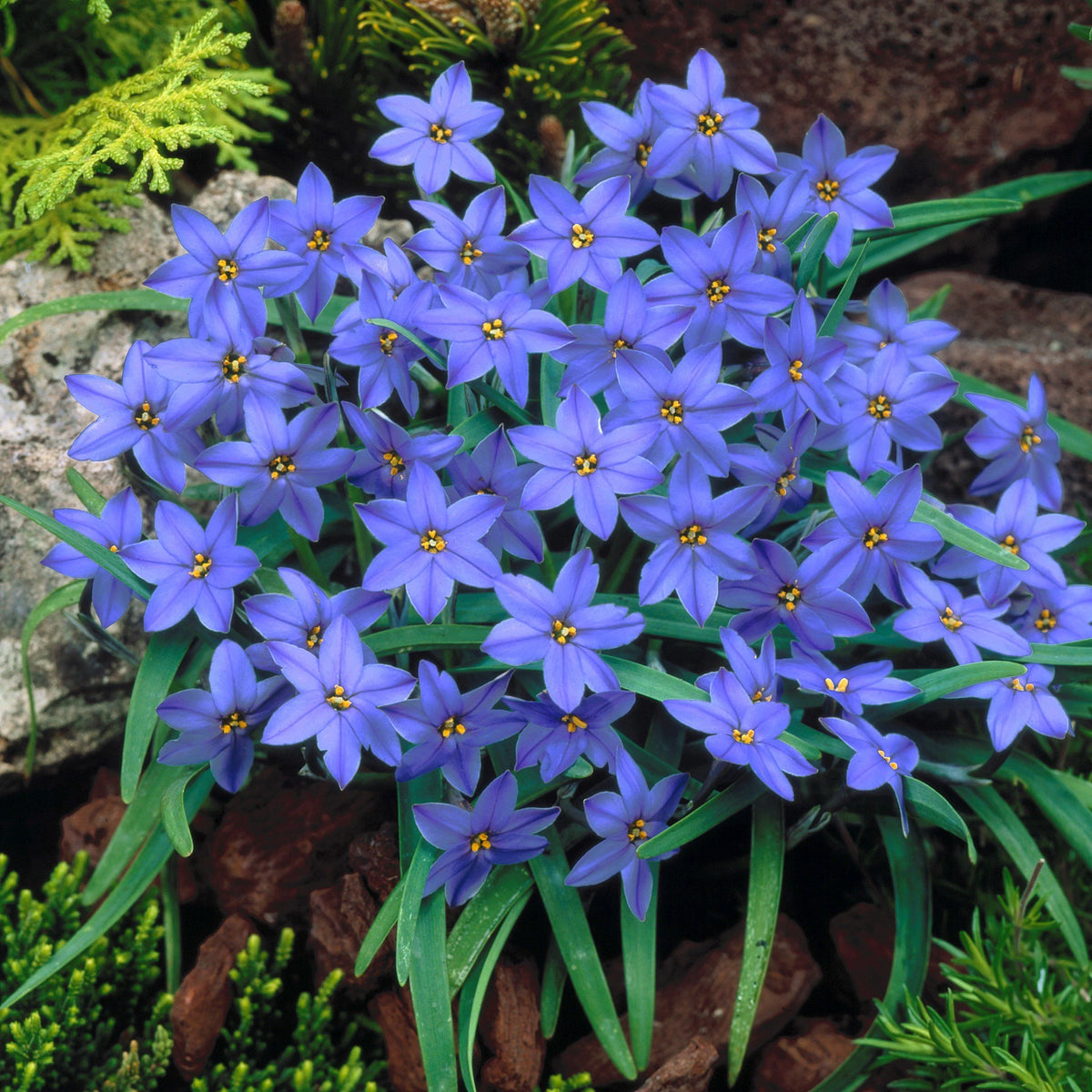Celestial Bloom Rain Lilies