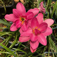 Celestial Bloom Rain Lilies