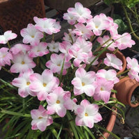 Celestial Bloom Rain Lilies