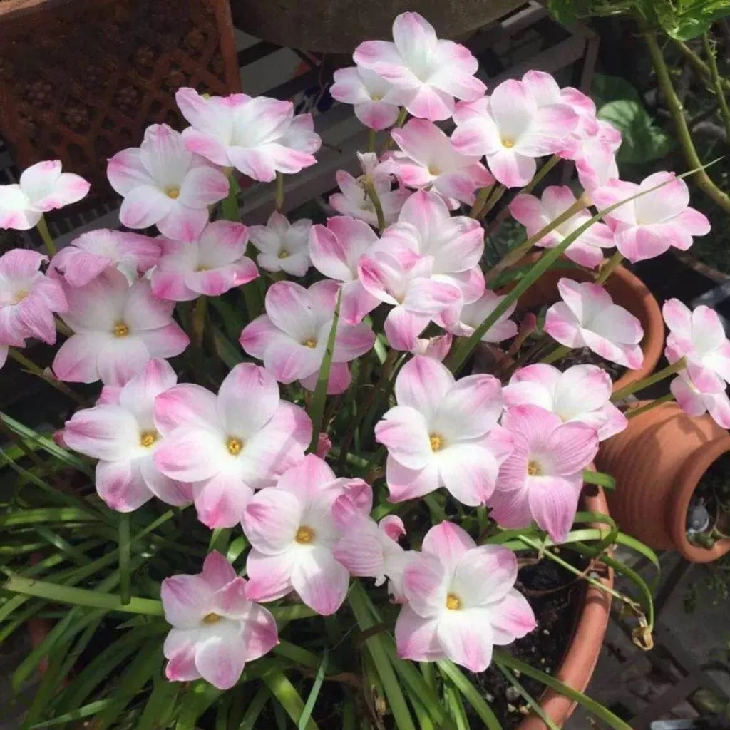 Celestial Bloom Rain Lilies