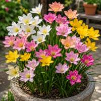 Celestial Bloom Rain Lilies
