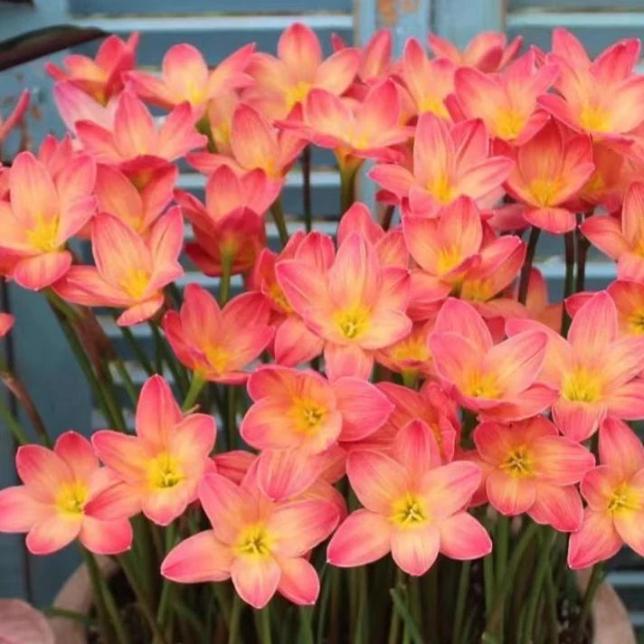 Celestial Bloom Rain Lilies