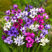 Celestial Bloom Rain Lilies