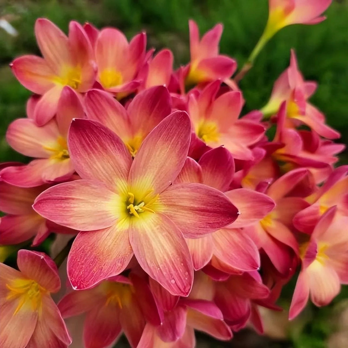 Celestial Bloom Rain Lilies