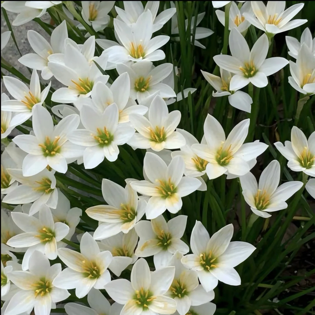 Celestial Bloom Rain Lilies