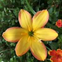Celestial Bloom Rain Lilies